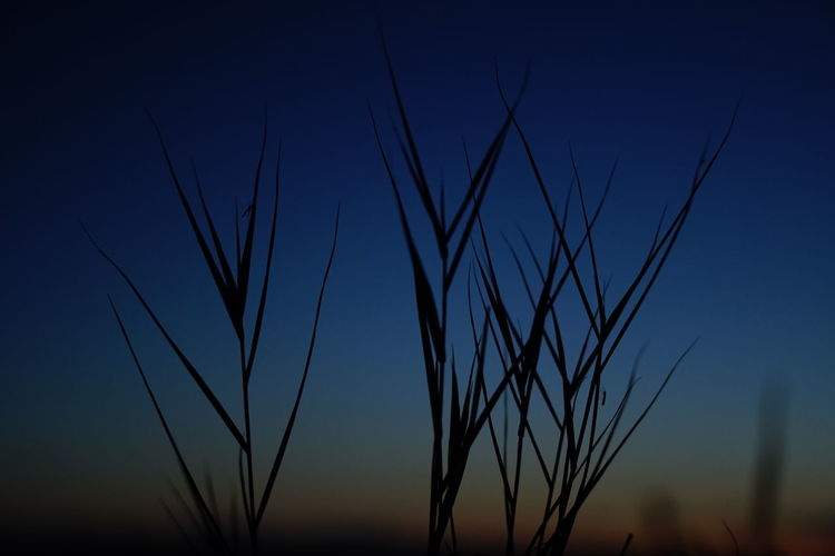 Close-up of stalks against clear sky during sunset