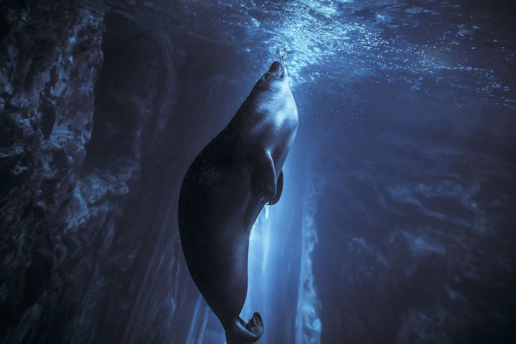 Sea lion swimming in sea