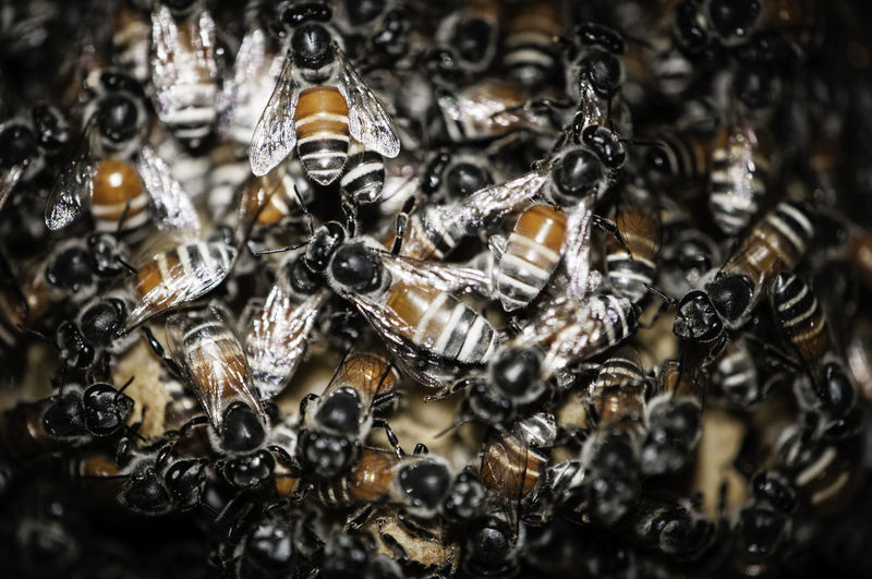 Close-up of beehive