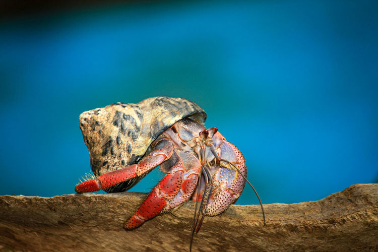 Close-up of crab on rock by sea