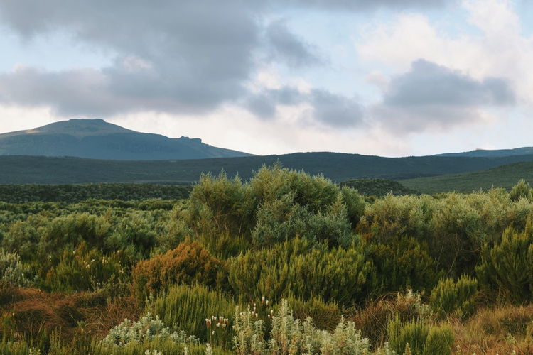 High altitude moorland against a mountain background at mount kenya national park, kenya