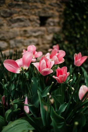 Pink tulips in small town in french countryside