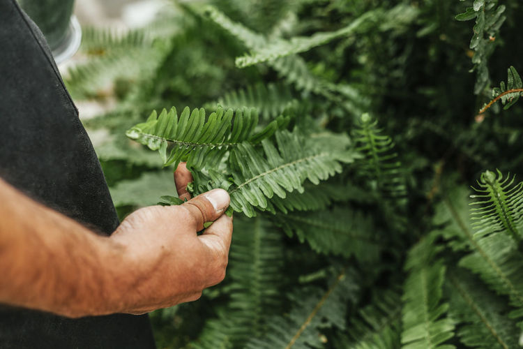 Crop unrecognizable man with tan touching branch of green fern in garden at daytime