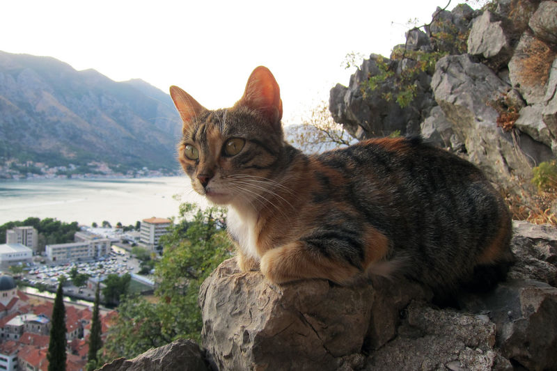 Portrait of a cat on rock