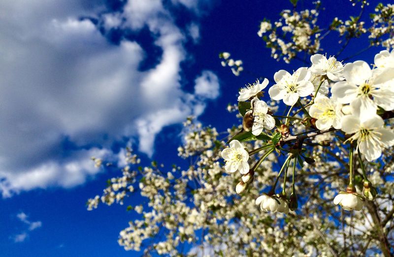 Low angle view of white flowers tree against cloudy blue sky