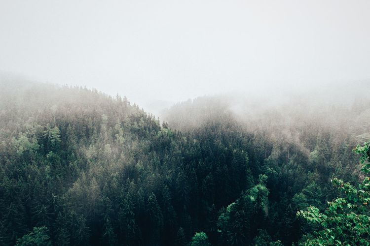 High angle view of forest during foggy weather
