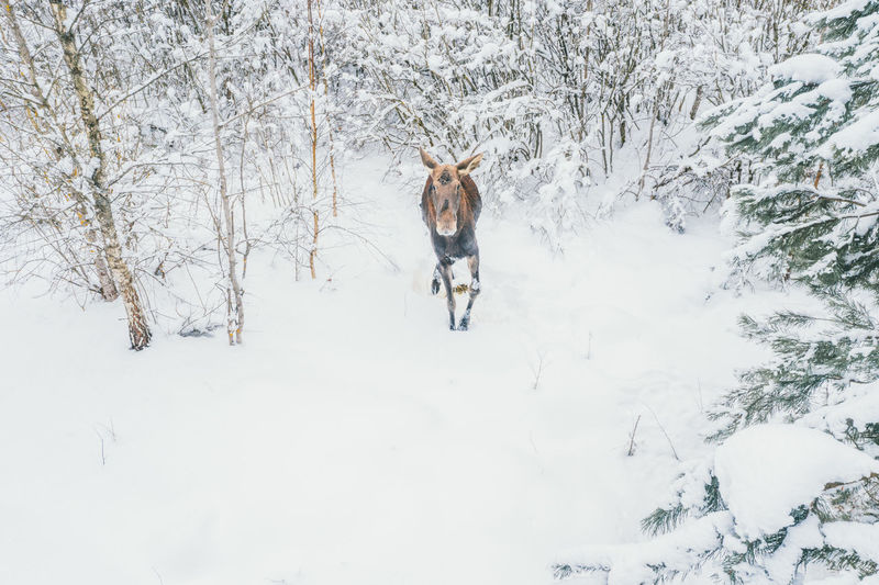 Elk walks freely in the winter forest.