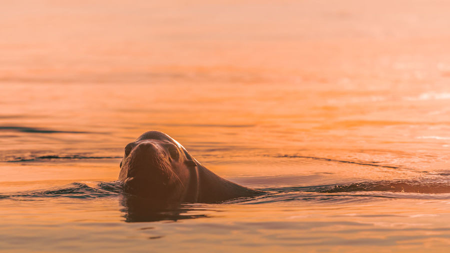 Seal swimming in sea during sunset