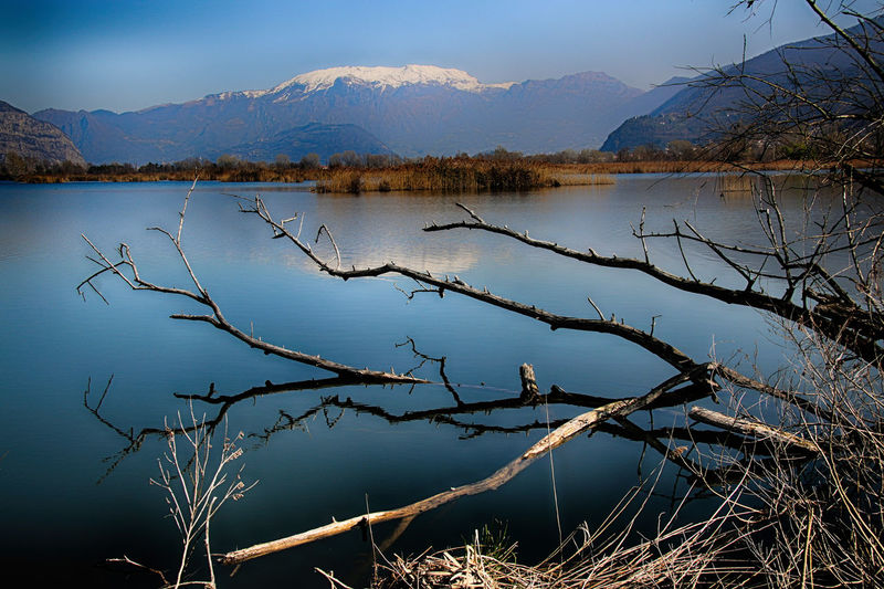 Dead trees in lake against mountains
