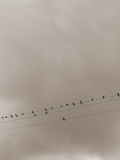 Low angle view of birds perching on cable