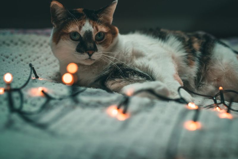 Cat with fairy lights 