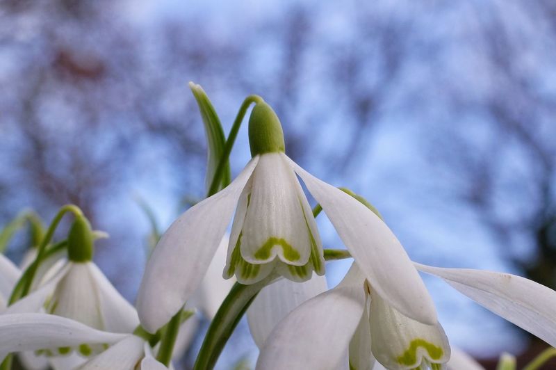 Close-up of spring snowdrop flowers