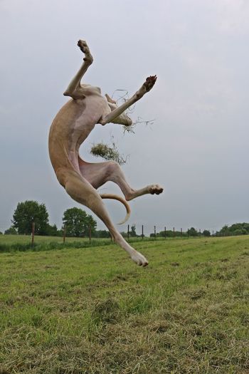 Dog jumping on field against sky