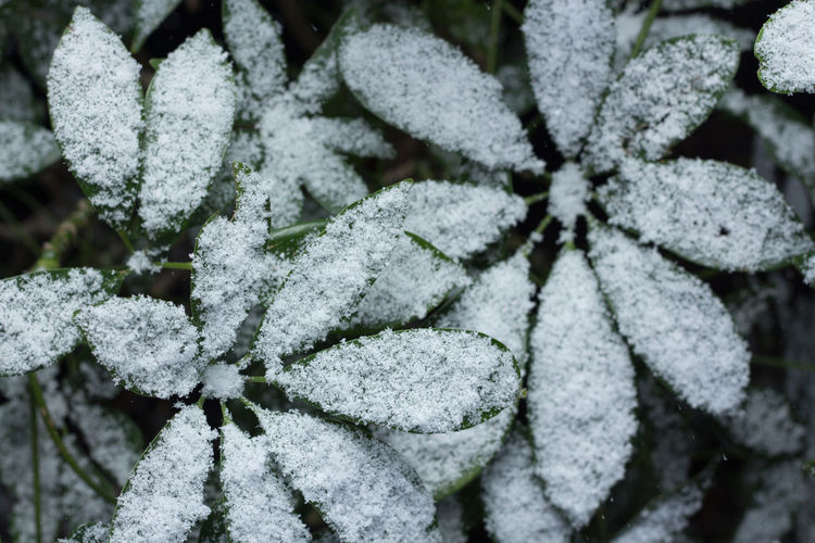 Close-up of frozen leaves