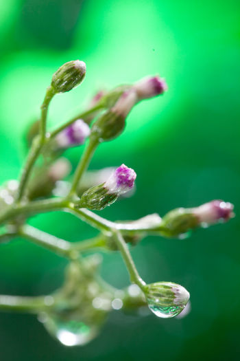 Close-up of pink flower buds