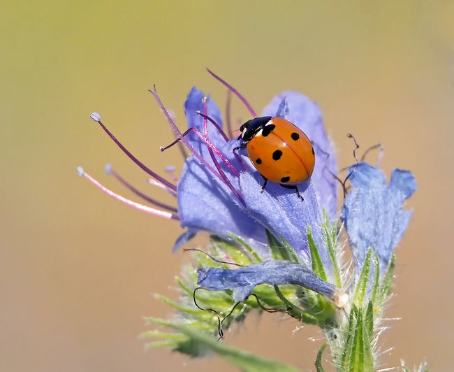Close-up of ladybug on flower