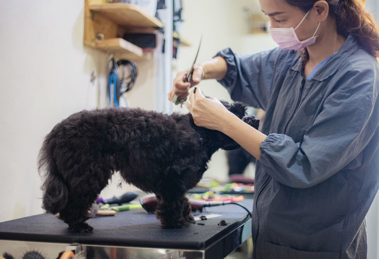 Veterinarian grooming dog at clinic
