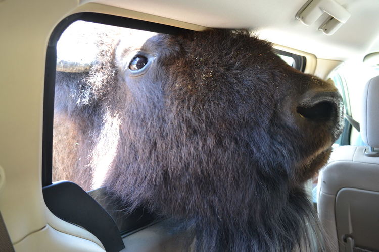 Close-up of horse in car