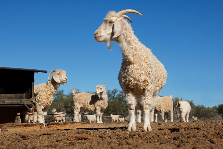 Angora goats in a paddock on a rural south african farm