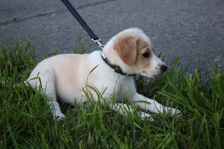 High angle view of a dog on field