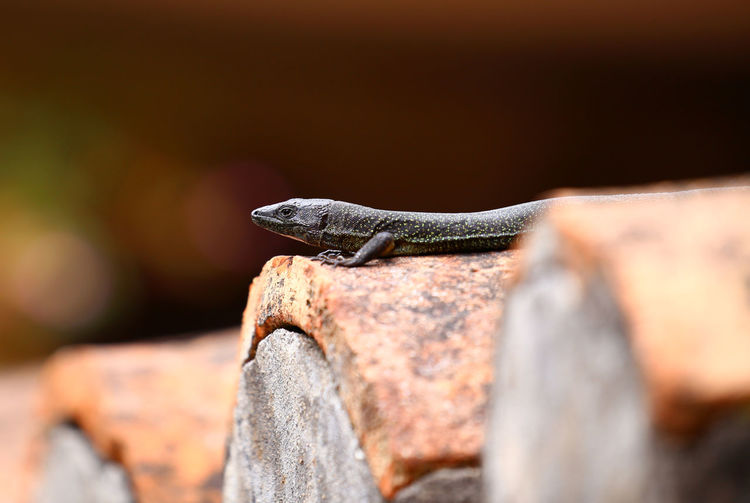 Close-up of lizard on roof tiles