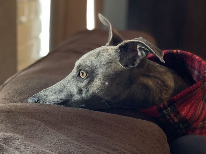 Wistful close-up of whippet in tartan resting on sofa at home