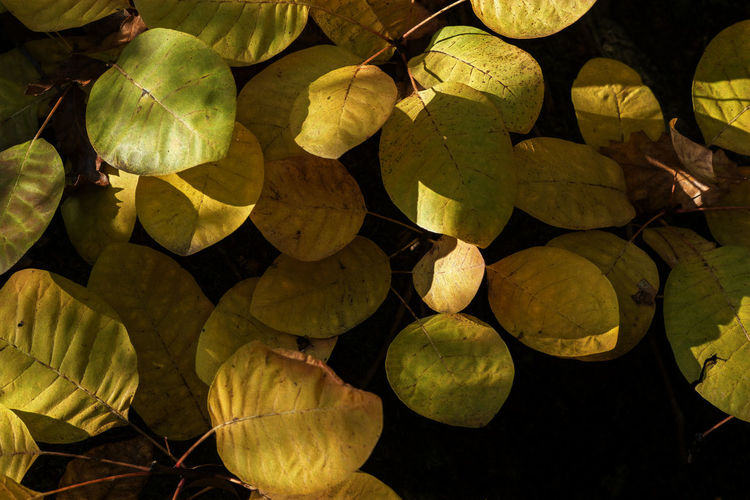 Full frame shot of lotus leaves floating on water