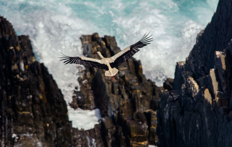Low angle view of eagle flying over rocks