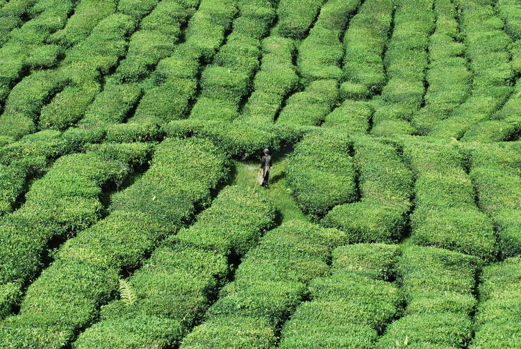 High angle view of man in tea plantation at cameron highland