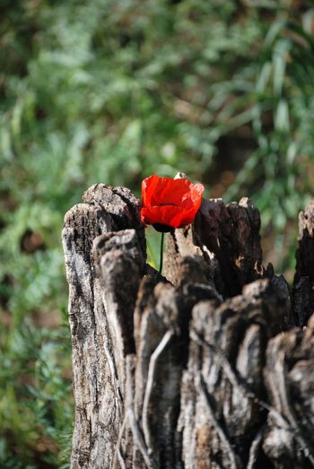 Close-up of red flower on tree trunk
