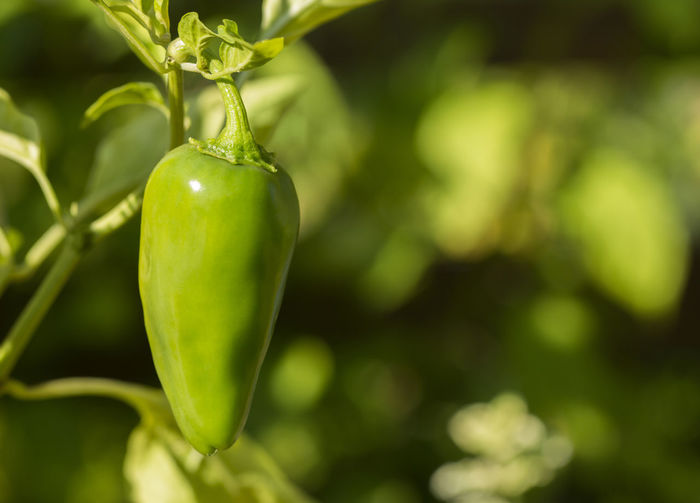Close-up of green chili pepper growing on plant