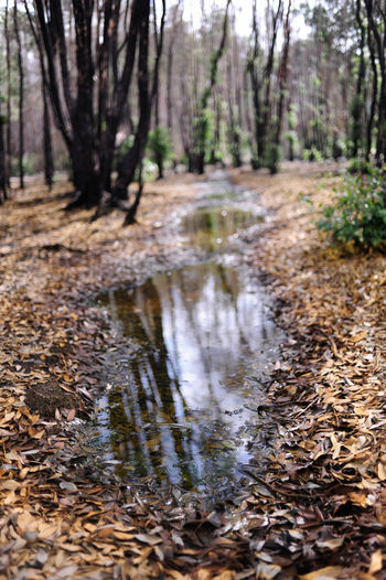 Surface level of stream amidst trees in forest