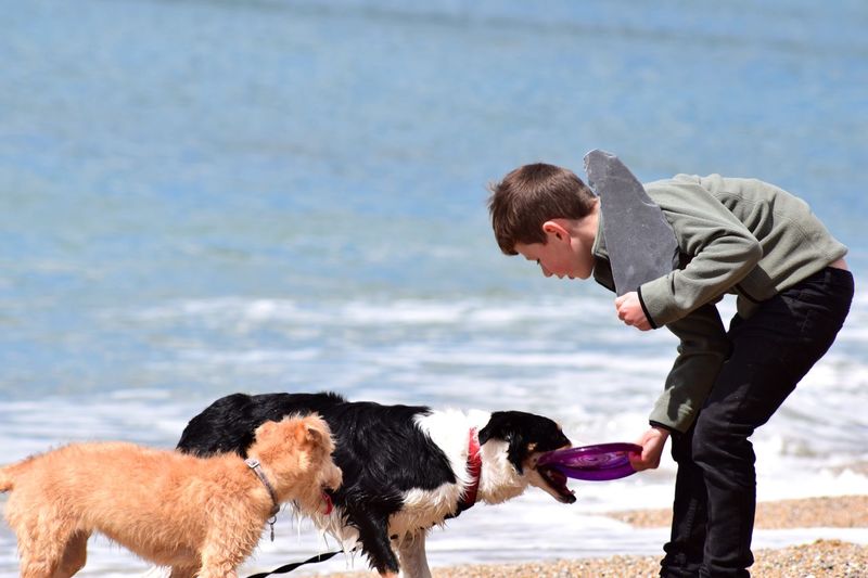 Boy feeding dogs at beach