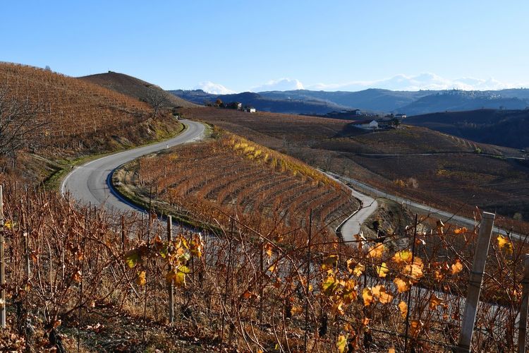 Vineyard hills in the langhe region of piedmont, unesco w.h. site, in autumn, alba, italy