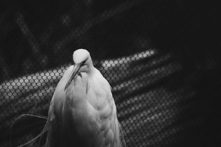 Close-up of bird at zoo
