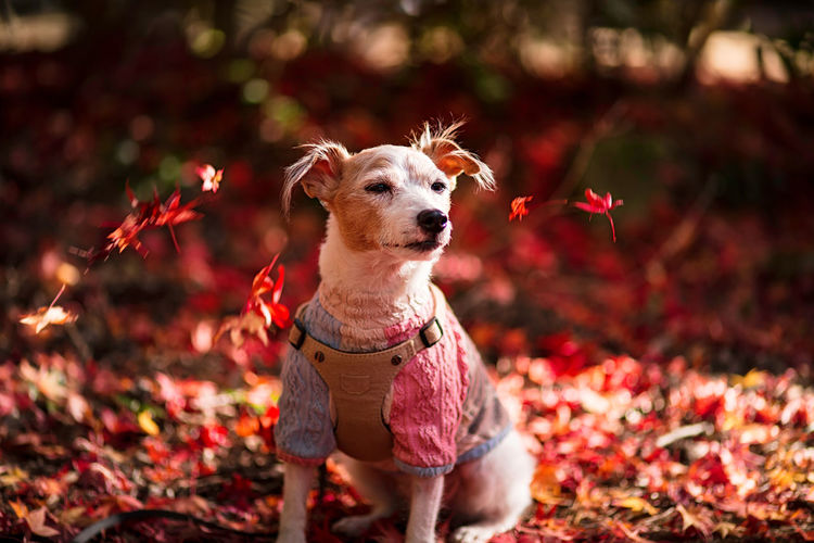 Dog looking away outdoors