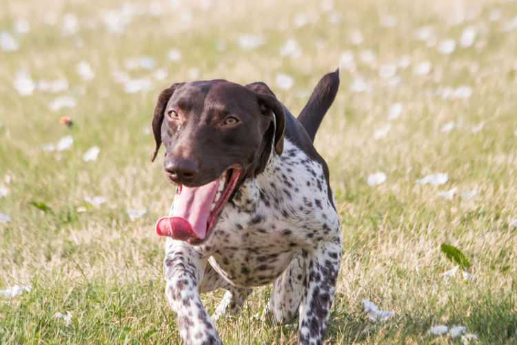 Dog sticking out tongue on land