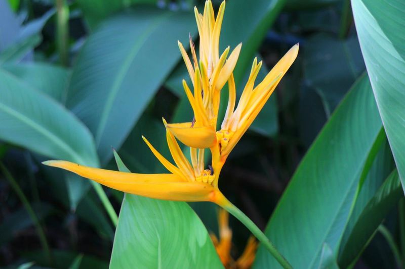Close-up of heliconia on plant