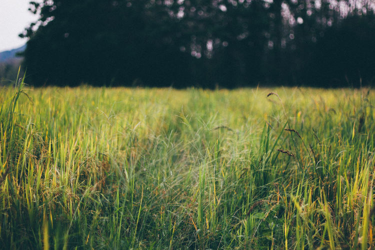 Crops growing on field