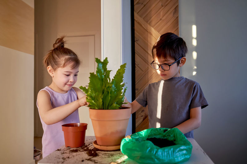 A boy and a girl are transplanting a home plant into a new pot.