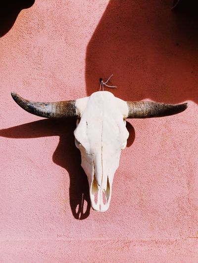 Cow skull hanging in a desert pueblo