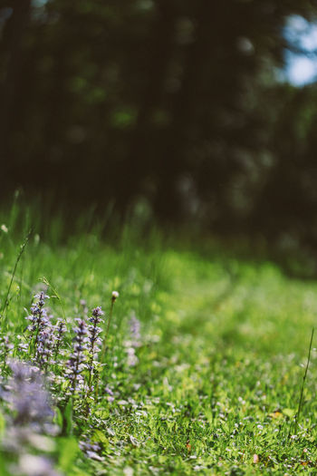 plant