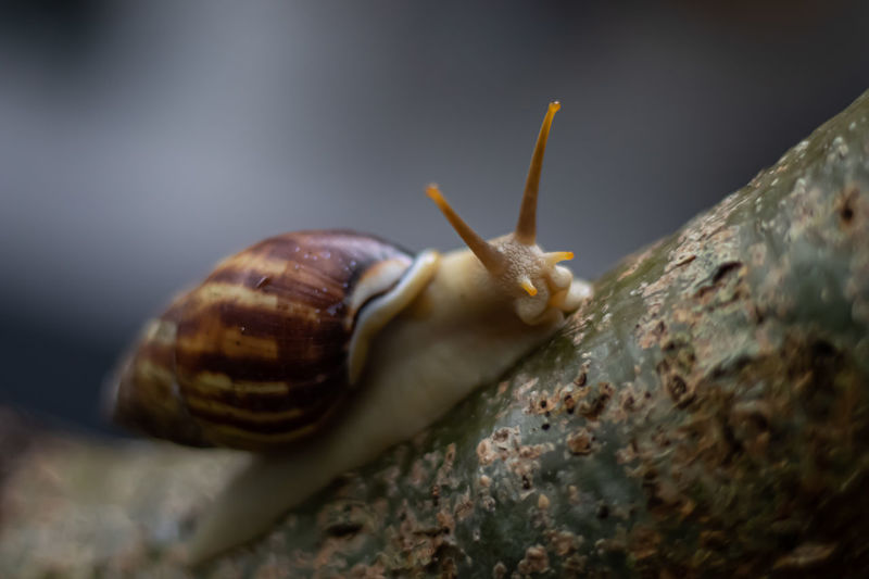 Snails are animals that do not have a backbone, snails have a shell to hide or as a house.