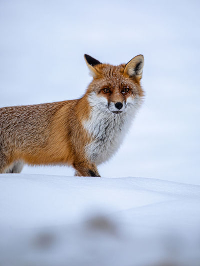 Beautiful red fox portrait in the snow