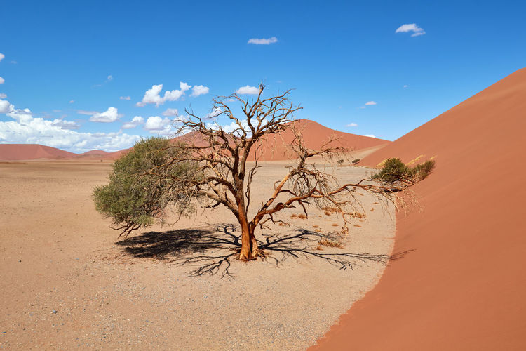 Tree in the namib desert