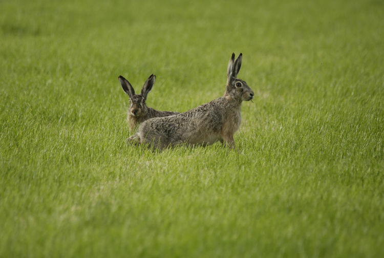 Hares on grassy field