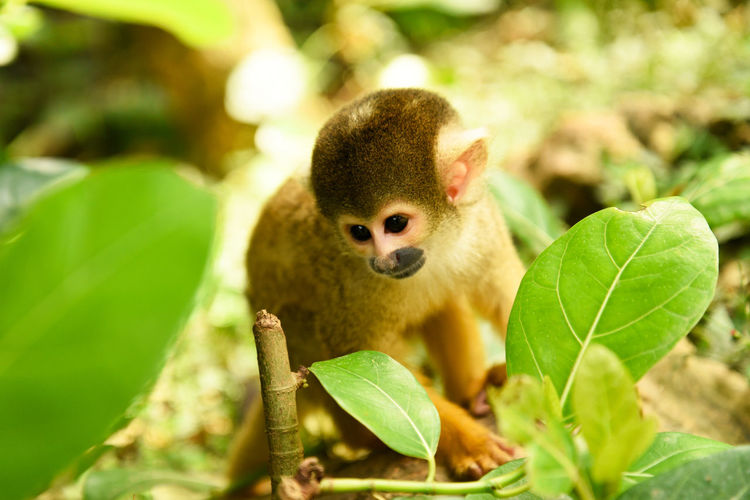 Close-up portrait of monkey sitting outdoors