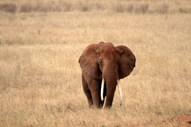 Elephant walking on grassy field