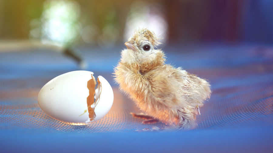 Newborn chick with egg shell still wet feather easter new life concept