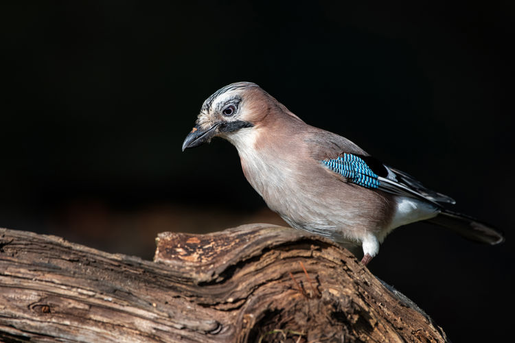 Close-up of a bird perching on wood - jay